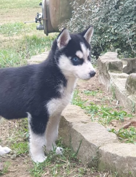 Cucciole [hidden] | Foto 0