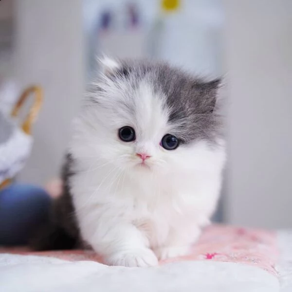 gattini belli munchkin disponibili