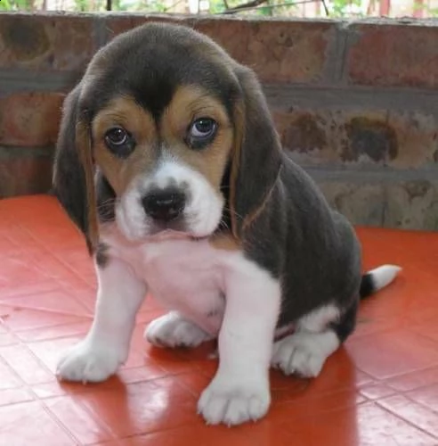  cuccioli di beagle 