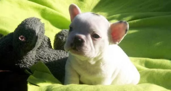  cuccioli cuccioli bulldog francese miniii 
