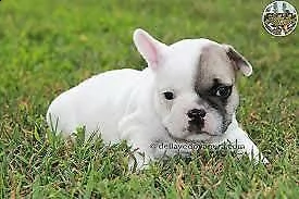 bulldog francese prima scelta 