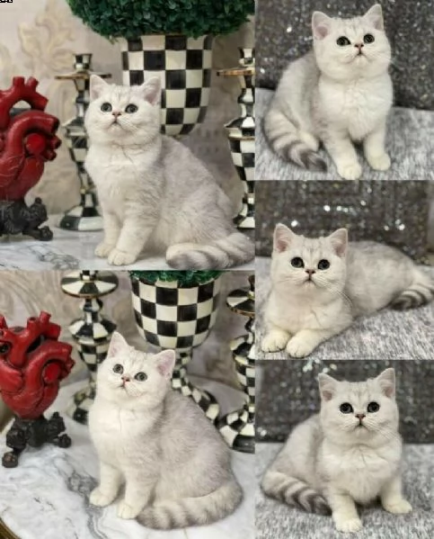 cuccioli stupendi di scottish fold 