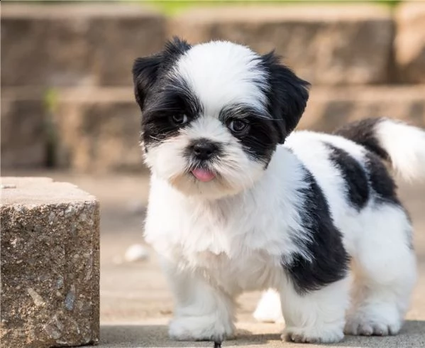 shih tzu