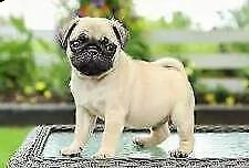 disponibilità di cuccioli carlino di giorni 75