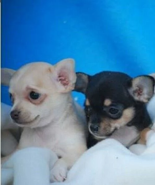 cuccioli chihuahua varie misure 