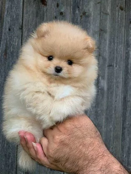 spitz pomerania mini toy