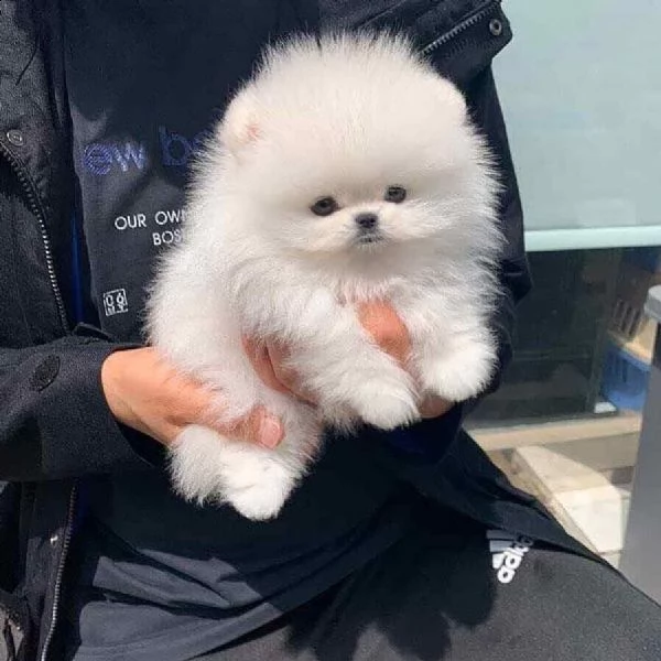  spitz pomerania da borsetta 