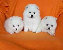 cucciolo di volpino di pomerania 