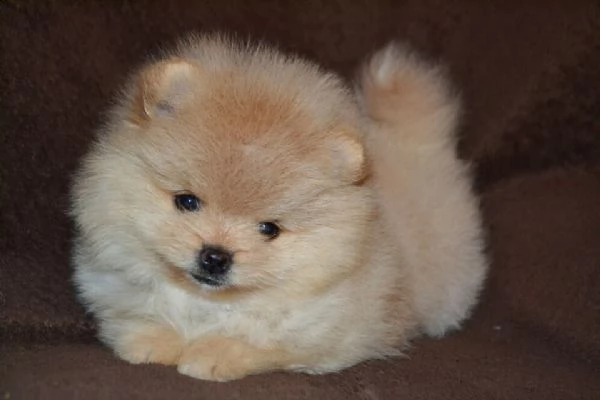 bellissimi esemplari di cucciolo spitz pomerania mini toy