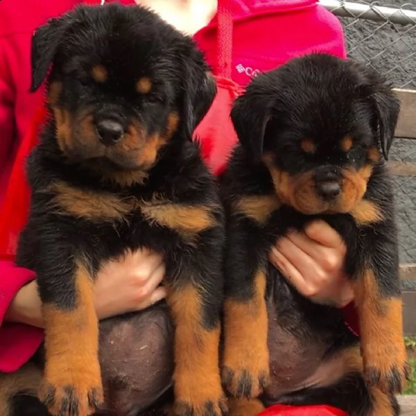 regalo cuccioli di tipo rottweiler con i capelli corti cuccioli di rottweiler, capelli corti e tutto | Foto 0