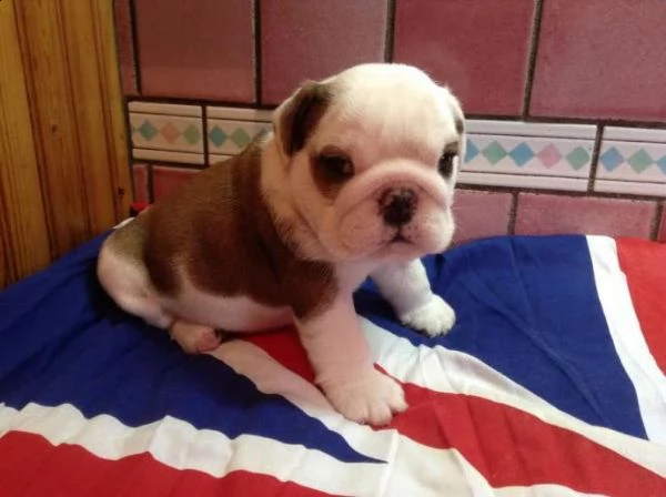 cucciolo di bulldog inglese