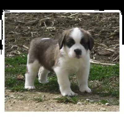 cucciolo san bernardo regalate 2