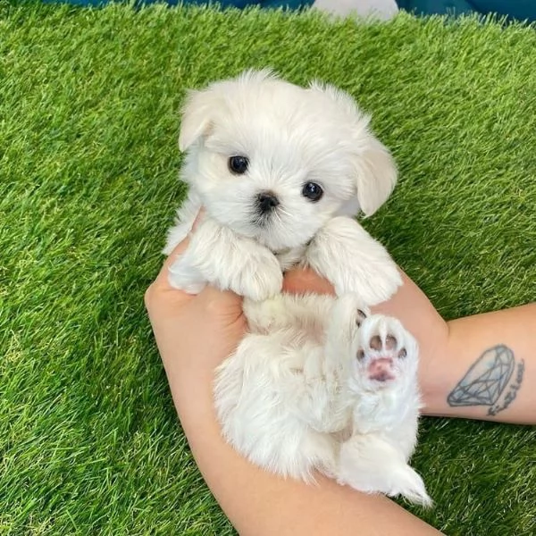 cuccioli di maltese bianco | Foto 0