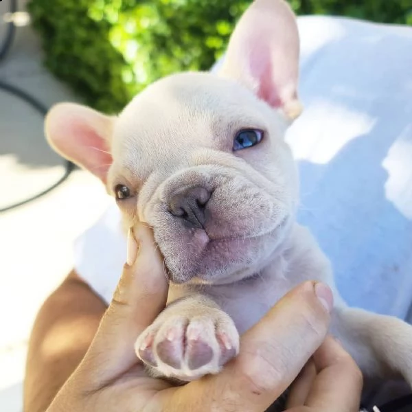 bellissimi cuccioli di bulldog francese