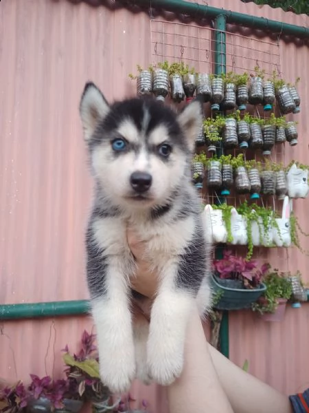 cuccioli di siberian husky registrati akc