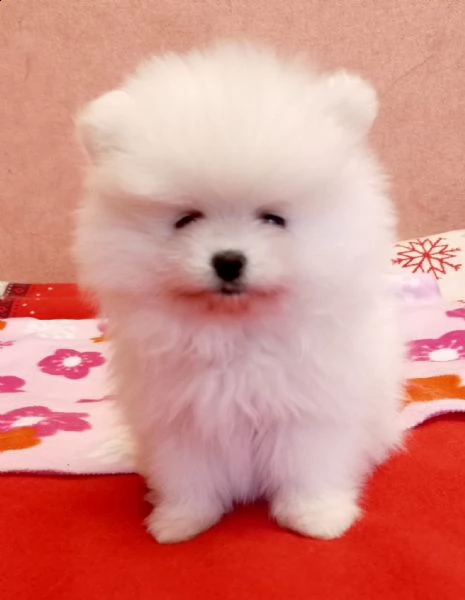 cuccioli di spitz pomerania taglia mini