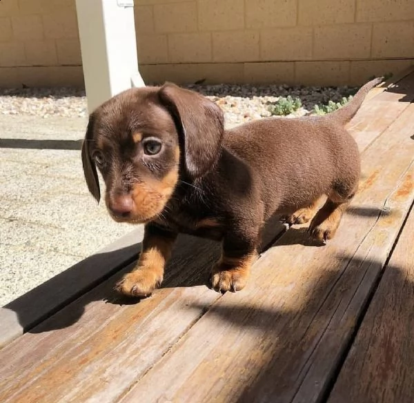  adorabili cuccioli di bassotto.