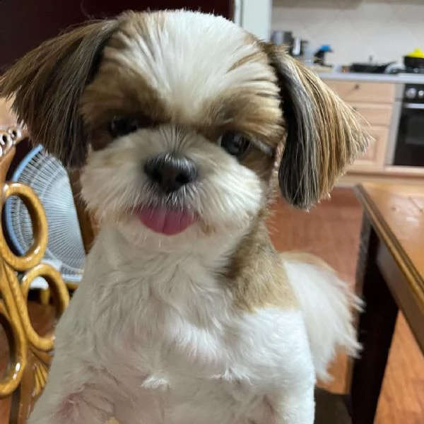 regalo cuccioli shih tzu avente : primi vaccini, passaporto, libretto sanitario, microchip. possibil