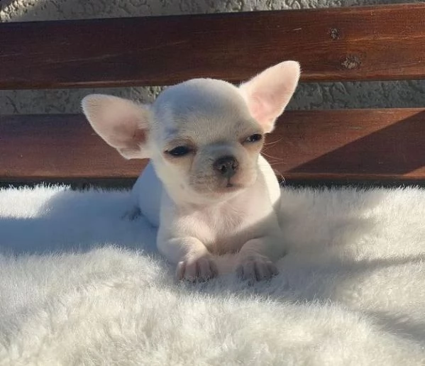  regalo cuccioli di chihuahua