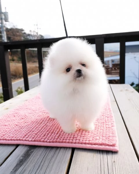 spitz pomerania toy di 3 mesi