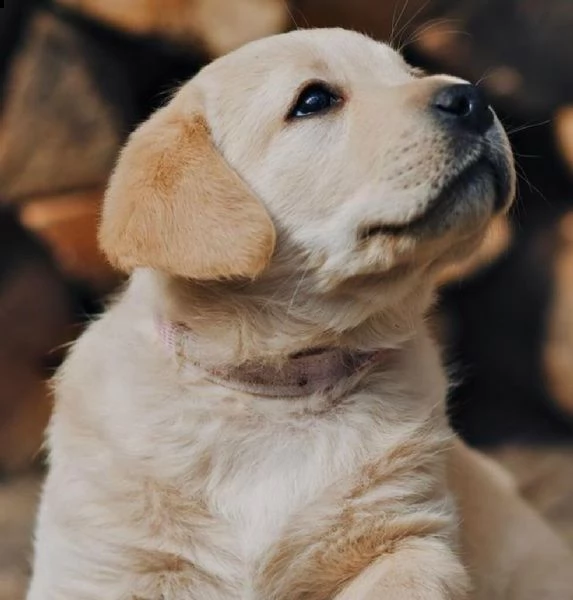regalo bello labrador cuccioli maschi e femmine