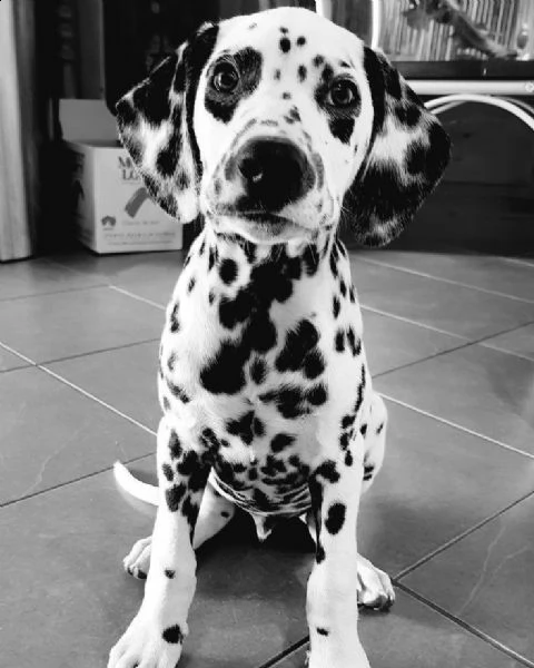  cuccioli di dalmata femminucce e maschietti disponibili . i cuccioli sono vaccinati sverminati cipp