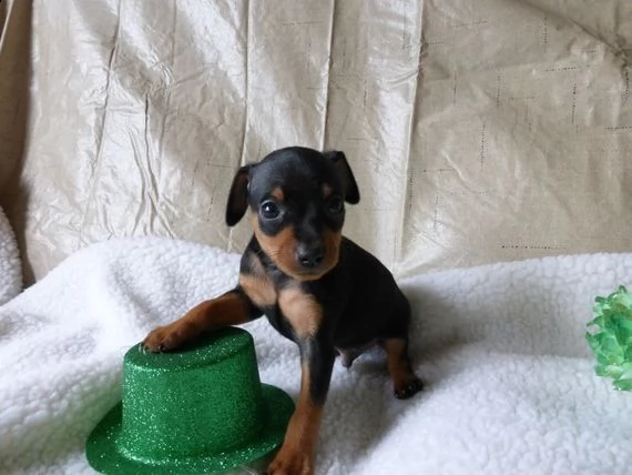 regalo cuccioli di pinscher