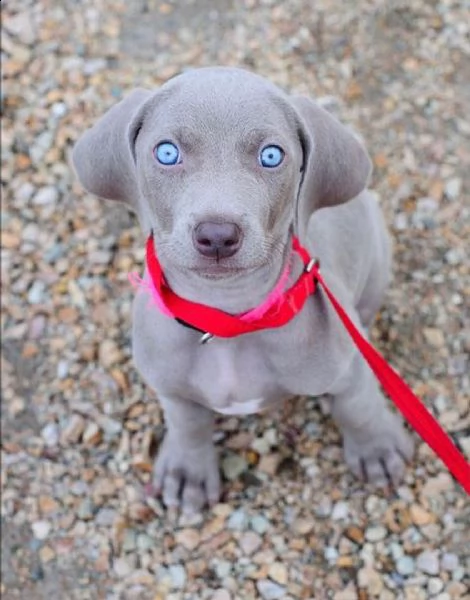 regalo cuccioli di beagle