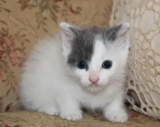 prenotazione due gattini munchkin