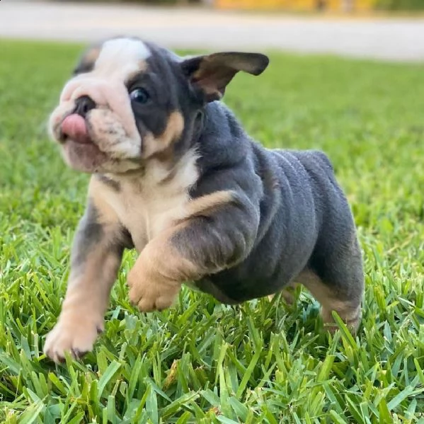  regalo   bulldog inglese