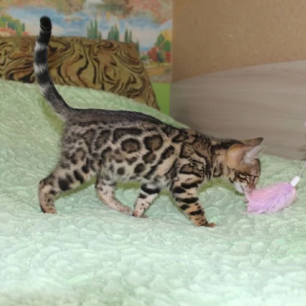 dolcissimi gattini bengala,