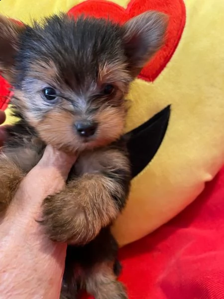 cuccioli di yorkshire terrier