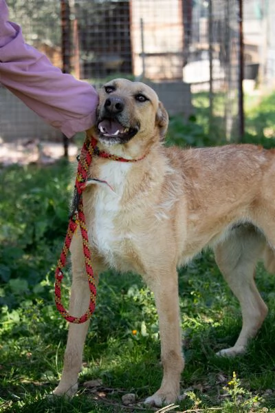 Hey Jude! Cagnetta 3 anni | Foto 2