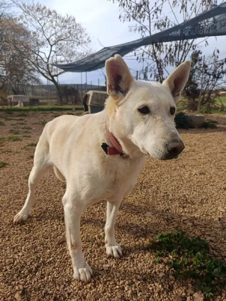 Nonna Bianchi, una vita da box lunga 11 anni | Foto 6