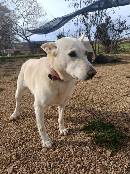 Nonna Bianchi, una vita da box lunga 11 anni | Foto 5