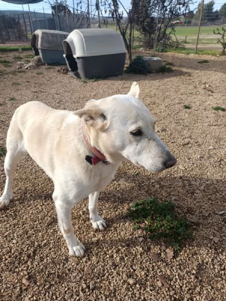 Nonna Bianchi, una vita da box lunga 11 anni | Foto 4