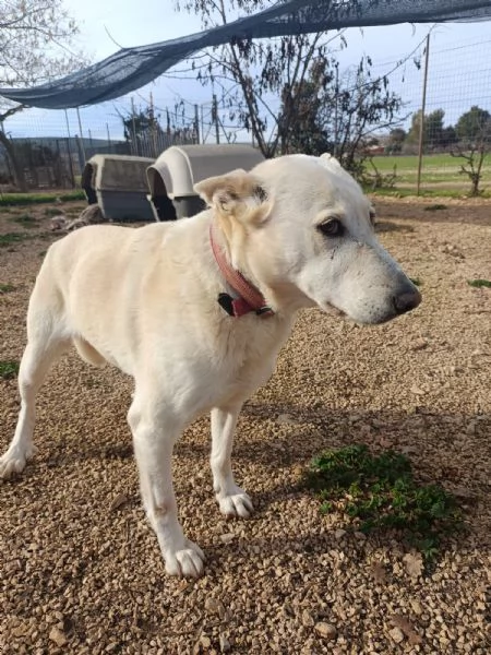 Nonna Bianchi, una vita da box lunga 11 anni