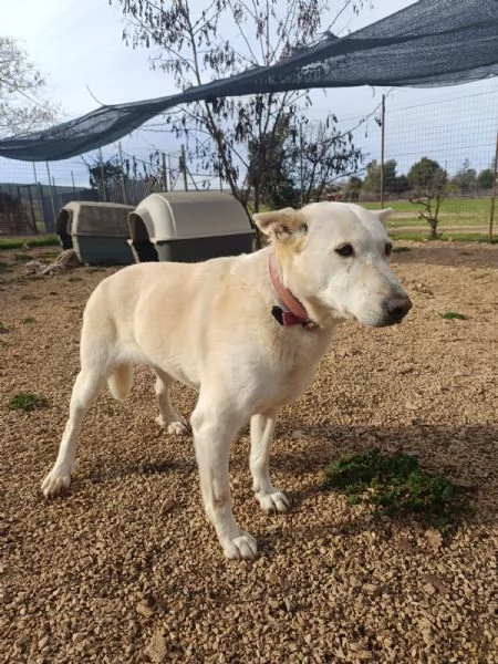 Nonna Bianchi, una vita da box lunga 11 anni | Foto 2