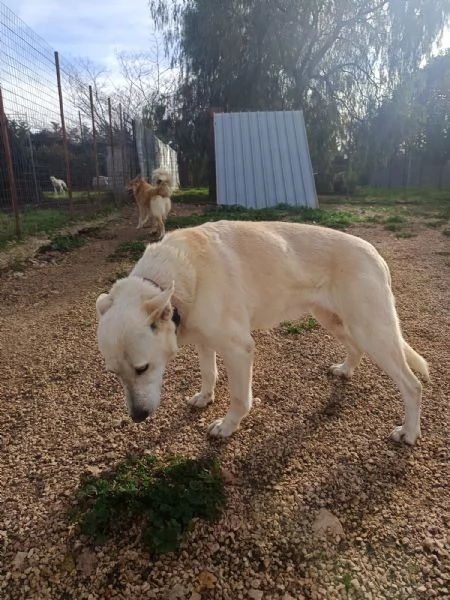 Nonna Bianchi, una vita da box lunga 11 anni | Foto 1