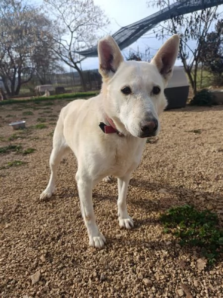 Nonna Bianchi, una vita da box lunga 11 anni | Foto 0