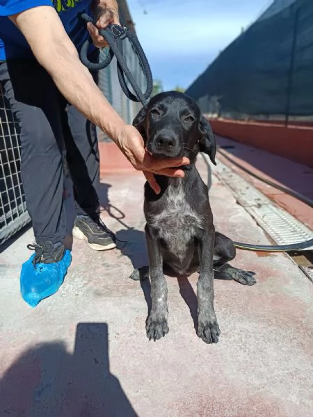 Grace mix segugio 4 mesi | Foto 4