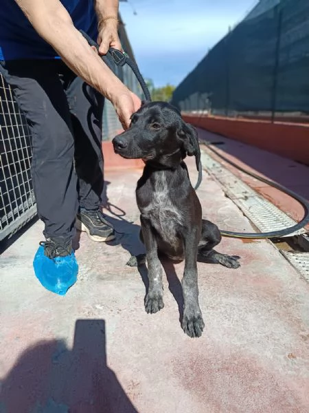 Grace mix segugio 4 mesi | Foto 3