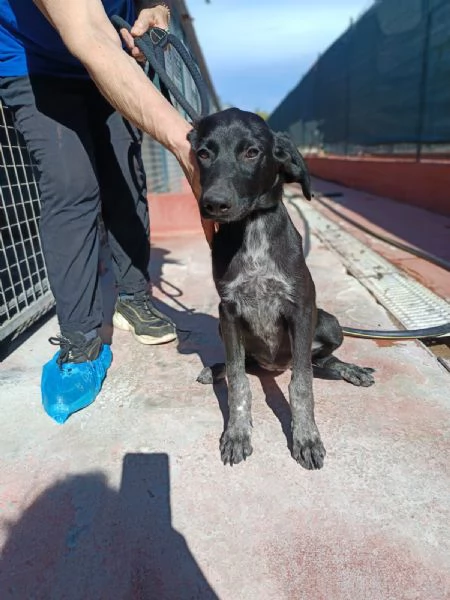 Grace mix segugio 4 mesi | Foto 2