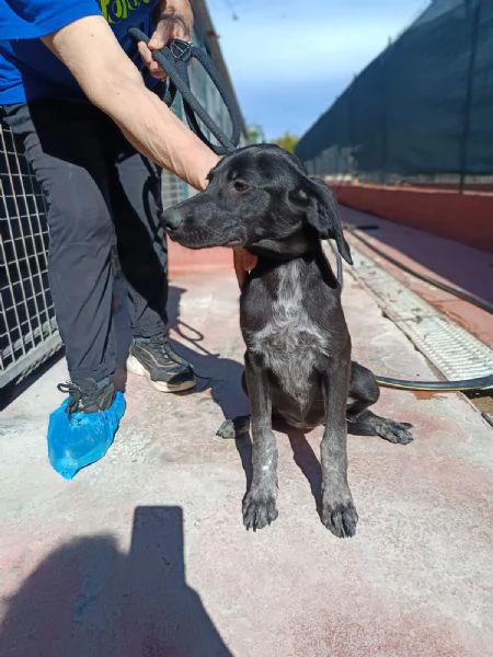 Grace mix segugio 4 mesi | Foto 1