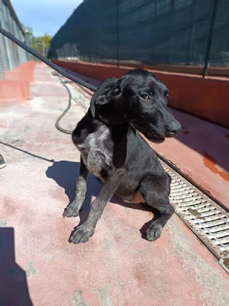 Grace mix segugio 4 mesi | Foto 0