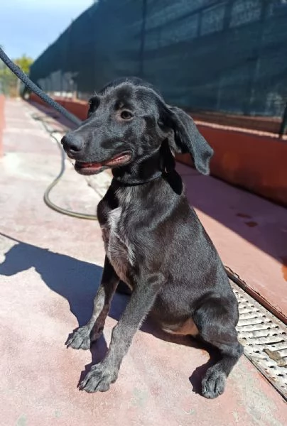 Grace mix segugio 4 mesi