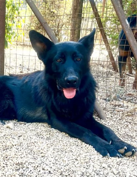 Ryu maestoso pastore tedesco 2 anni | Foto 2