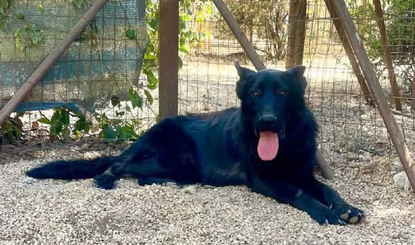 Ryu maestoso pastore tedesco 2 anni