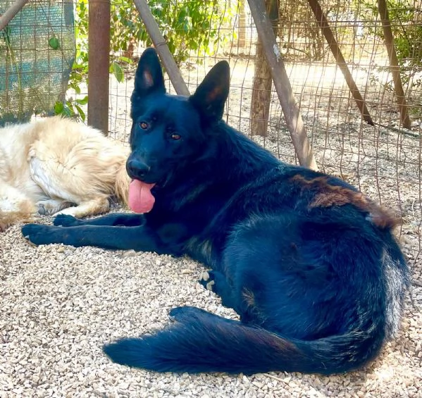 Ryu maestoso pastore tedesco 2 anni | Foto 1