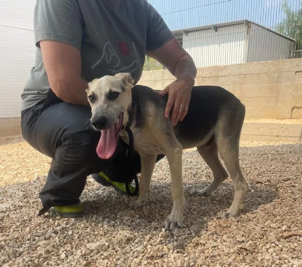 Hero dolcissimo cucciolo 5 mesi e mezzo